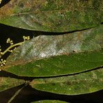 Ocotea leucoxylon Leaf