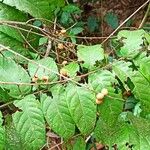 Deinbollia fulvotomentella Leaf