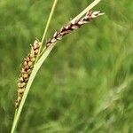 Carex panicea Цветок