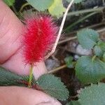 Acalypha herzogiana പുഷ്പം