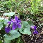 Viola odorata Flower