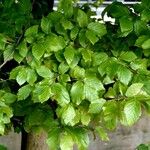 Parrotia persica 整株植物