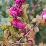 Symphoricarpos orbiculatus Frukto