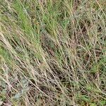 Brachypodium phoenicoides Blad