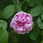 Rosa centifolia Λουλούδι