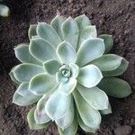 Echeveria elegansLeaf