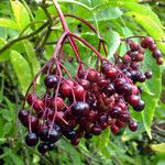 Sambucus nigra ഫലം