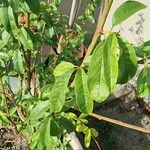Prunus persica List
