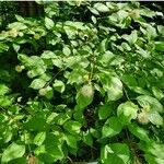 Cephalanthus occidentalis Leaf