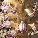 Orobanche cernua Blüte
