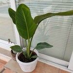 Strelitzia nicolai Hoja