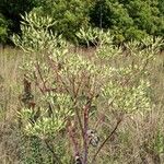 Arnoglossum atriplicifolium Fruto