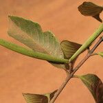 Funtumia africana Folio