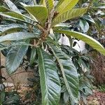 Eriobotrya japonica Likasa