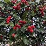 Crataegus persimilis Fruit