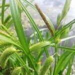 Carex pseudocyperus फल