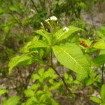 Rauvolfia viridis Flower