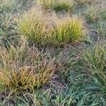 Carex montana Hostoa