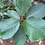 Litsea monopetala 葉