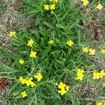 Diplotaxis tenuifolia 花