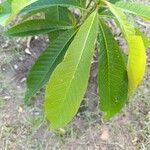 Couroupita guianensis Leaf