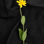 Calea cuneifolia Flor