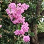 Bougainvillea glabraBlüte