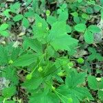 Ranunculus recurvatus Leaf