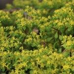 Sedum formosanum Hoja