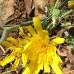 Hieracium glaucinum Flower