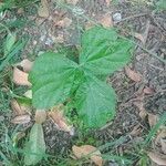 Macroptilium atropurpureum Leaf