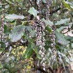Garrya elliptica Yaprak