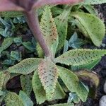 Kalanchoe gastonis-bonnieri Levél