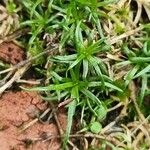 Sagina procumbens Feuille