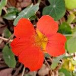 Tropaeolum minusFlor