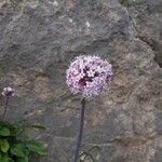 Valeriana tuberosa Квітка