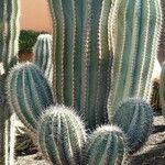 Pachycereus pringlei кора