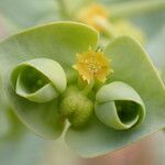 Euphorbia paralias Kvet