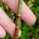 Equisetum fluviatile Φύλλο