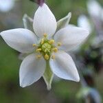 Spergula arvensis Fleur