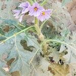 Solanum dasyphyllum Leaf