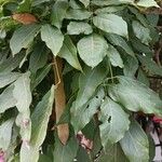 Wisteria sinensis Leaf