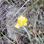 Helichrysum saxatileFlor