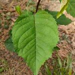 Prunus aviumLeaf