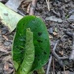 Arum maculatum Foglia