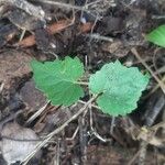 Vitis rotundifolia Blad