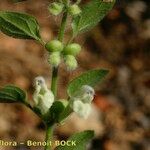 Scutellaria albida その他の提案