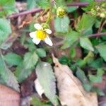 Bidens pilosa Fleur