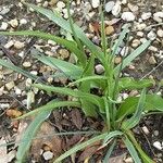 Tulipa turkestanica Hábito