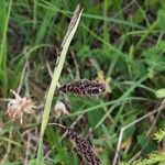Carex flacca Blüte